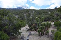 14-pretty_scenery_with_odd_stand_of_Joshua_Trees_at_7000'_elevation