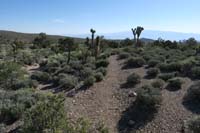 05-continuing_along_the_trail_with_several_Joshua_Trees-migrate_higher_where_cooler