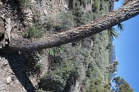 07-interesting_example_of_new_arms_sprouting_out_of_trunk