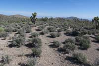 15-continuing_along_the_partially_discernible_trail,burro_scat_helps_identify_the_trail
