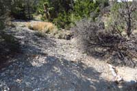 24-someone_has_done_some_extra_trail_maintainance_because_this_doesn't_really_look_like_a_trail
