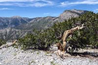 17-scenic_view_from_summit-Charleston_Peak_to_Mummy_Toe