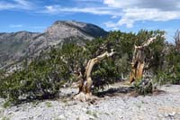 18-scenic_view_from_summit_of_bristlecone_pine_trees_and_Mummy_Toe