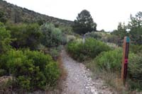 02-Shady_Hollow_and_Step_Ladder_Loop_trailhead-same_sign,a_lot_more_flora_than_in_the_past
