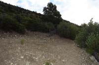 03-Shady_Hollow,Step_Ladder_trail_junction-ShadyStep_TJ