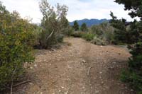 18-looking_down_Tin_Can_Alley_Trail_towards_Kyle_Canyon_Rd