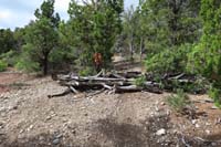 38-fallen_tree_trunks_obstacle_in_the_middle_of_the_trail