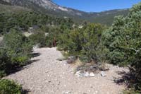 16-trail_bends_to_left_towards_StepShady_TJ