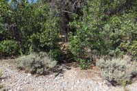 45-Trough-DR_TJ-looking_back_to_flora_partially_blocking_defined_trail_connector_back_to_Telephone_Cyn_Rd