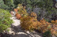 38-Gambels_Oak_fall_colors