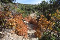 39-Gambels_Oak_fall_colors