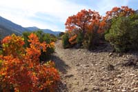 09-pretty_fall_colors_along_the_trail