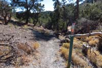 04-new_carsonite_sign_and_cut_down_trees_at_south_trailhead