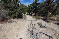 29-Deer_Creek_76-trail_is_ahead(N-S),while_alternate_to_R(E)_avoids_steep_loose_section,but_blocked