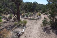 31-I_rearranged_logs_so_both_trails_are_obvious
