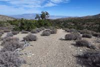 49-heading_down_connector_to_Blue_Tree_Trail