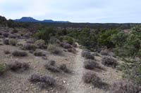 55-scenic_view_along_trail-Macks_Peak_in_distance