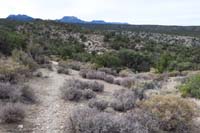 56-scenery_along_the_trail,Blue_Tree_in_distance_prior_to_steep_slope_with_less_flora