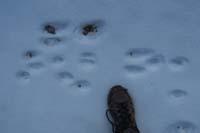 14-animal_tracks_in_the_snow-my_foot_for_size_reference