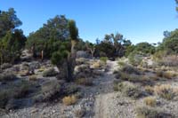 20-nice_to_encounter_many_healthy_Joshua_Trees_at_7000_feet_elevation,not_usual