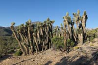 05-interesting_stand_of_Joshua_trees