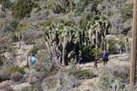 04-other_hikers-trail_runners_among_tall_stand_of_Joshua_trees-Beth,Jennifer,Gemma,Anne