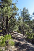 07-pretty_dense_forest_area_with_very_nice_forest_canapy_along_trail