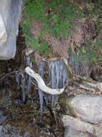 09-icicles_and_ferns