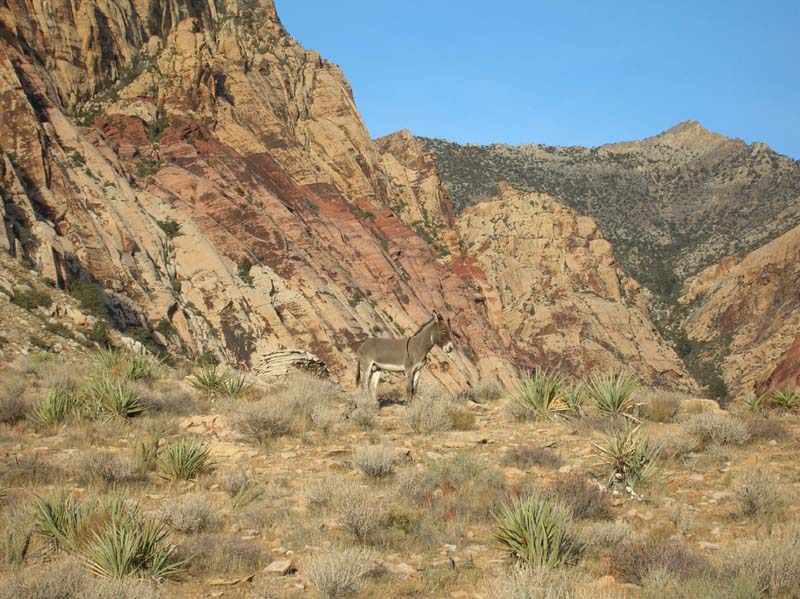 03-Burro_with_First_Creek_in_background