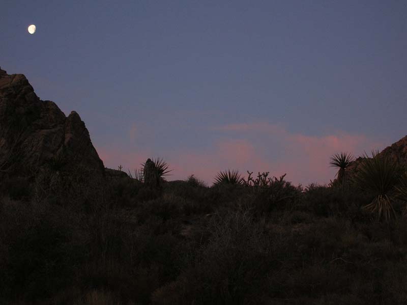 08-yucca's_at_sunrise