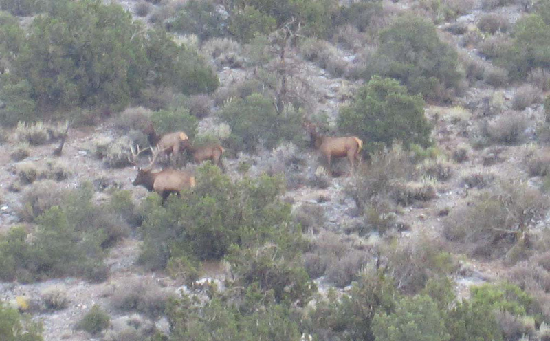 04-heard_bellowing-found_four_elk-odd_to_see_in_Red_Rock_at_5500_feet_elev-cropped-from_Jen