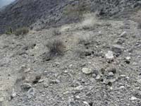 11-very_interesting_to_find_horse_or_burro_poop_at_4,700_feet_amongst_tough_terrain