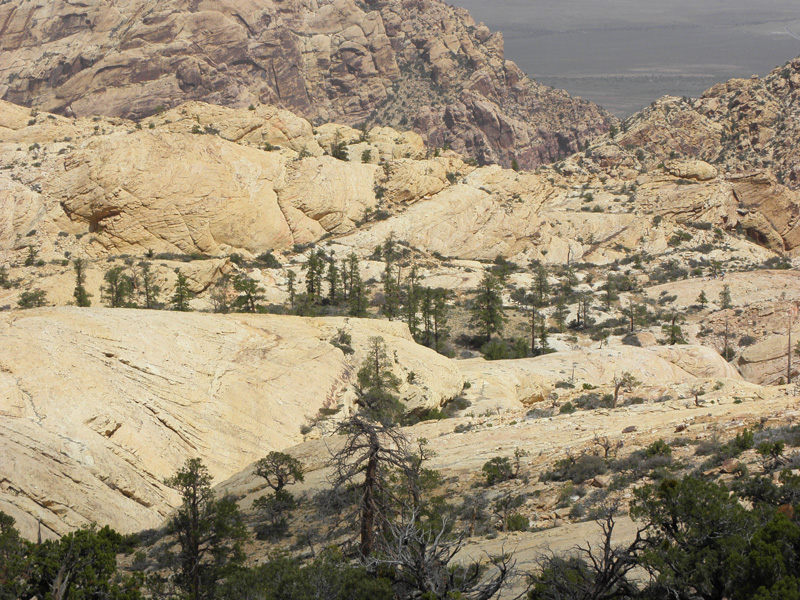18-The_Park-like_a_hidden_forest_of_Ponderosa_Pines_in_the_middle_of_sandstone_rock