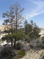 20-Ponderosa_Pines_within_The_Park