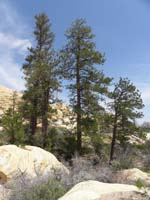 21-Ponderosa_Pines_within_The_Park