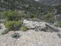 29-Juniper_that_fell_over,twisted,grew_along_the_ground,and_is_still_living-Wow