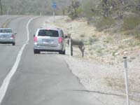 33-on_the_way_home_along_Hwy_159-spotted_a_tourist_petting_a_burro_along_the_side_of_the_road