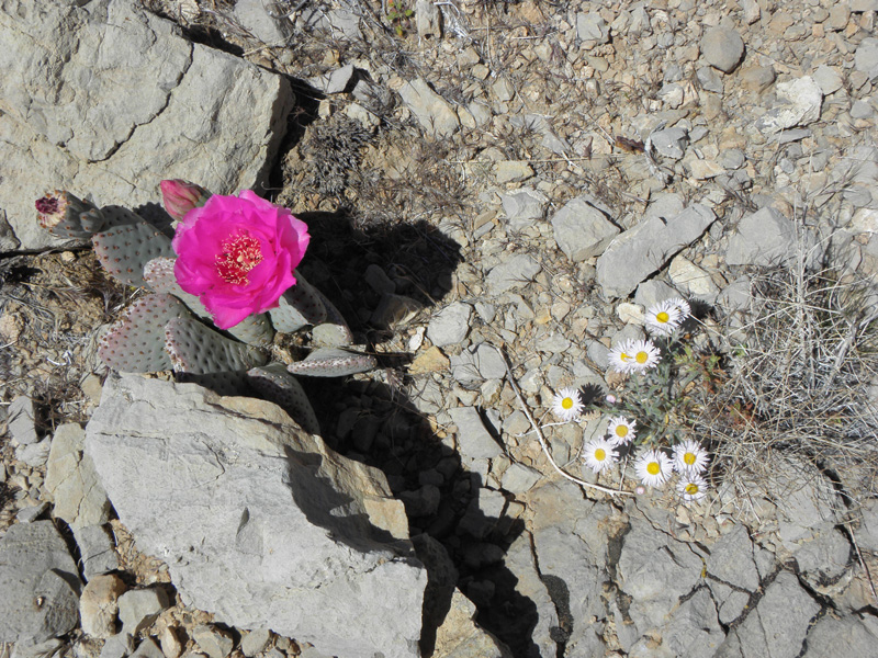 05-flowering_beaver_tail_cactus_and_rock_daisy