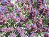 30-zoomed_view_of_Mojave_Sage_in_bloom