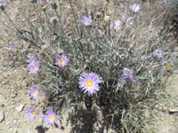 31-Desert_Aster_blooming-formal_name_is_Mojave_Woodyaster