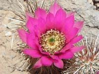 33-Engelmann's_(Strawberry)_Hedgehog_Cactus-bloom