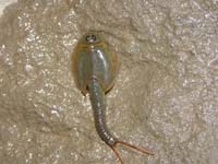 24-Tadpole_Shrimp-again_couldn't_take_picture_in_water_so_I_pulled_one_out_of_the_water
