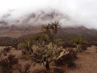 23-Pine_Creek_turnout-very_neat_low_clouds_covering_Bridge_Point_with_cholla_and_yucca_in_foreground