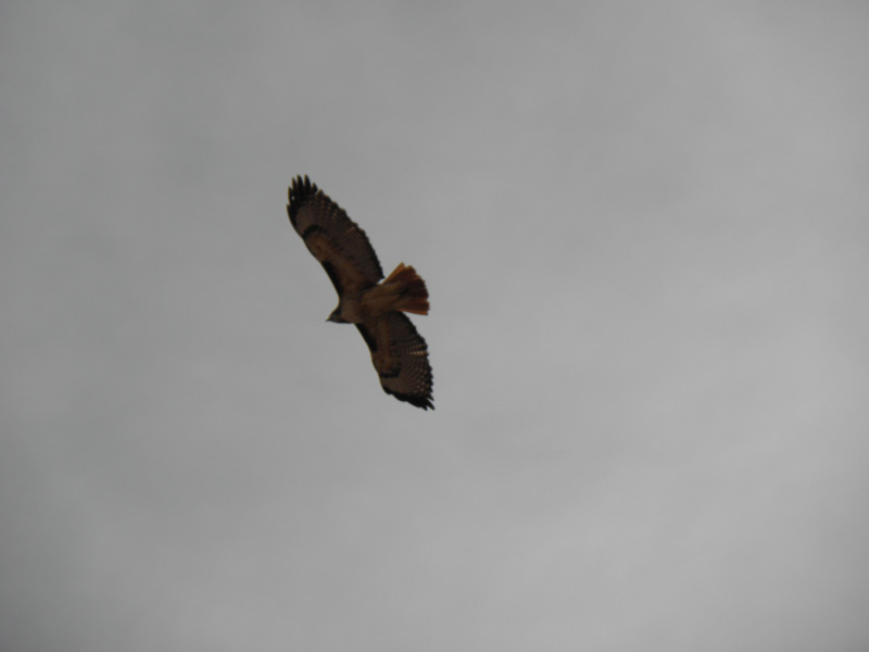 08-best_shot_I_could_get_of_red-tailed_hawk_flying_above_us