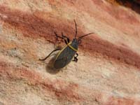 13-beetle-Kenny_was_infatuated_with_it_as_it_crawled_on_the_rocks
