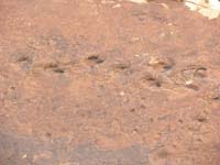 04-big_and_small_dinosaur_tracks-different_species_or_very_young_of_the_same