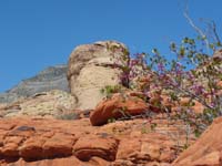26-Redbud_in_bloom_with_colorful_sandstone