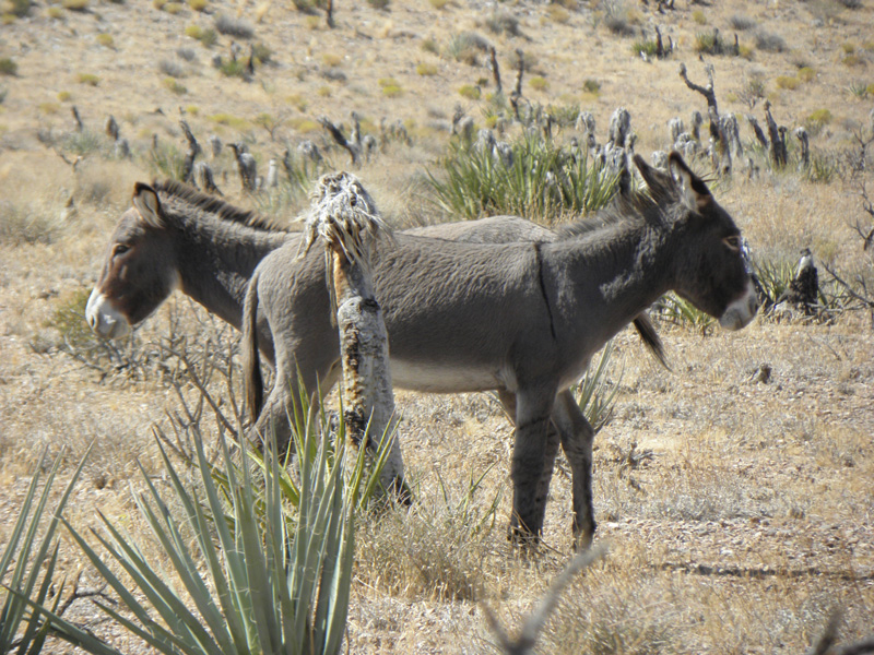 35-burros