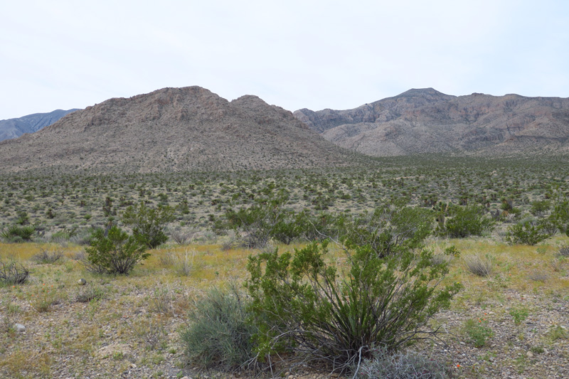 14-lots_of_Desert_Trumpets_blooming-approaching_first_peak_with_other_distant_right