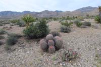 09-desert_scenery_and_cottontop_cactus